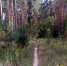 Человек в лесу - Ковровские Вести