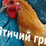 Внимание! Владельцам птицы! - Администрация г. Ковров