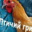 Внимание! Владельцам птицы! - Ковров24